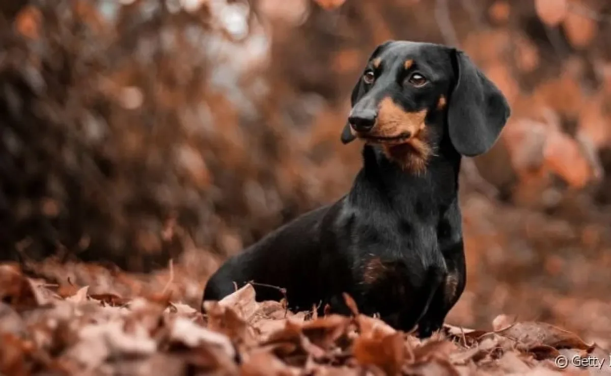 O cachorro Dachshund tem uma personalidade forte, mas igualmente amorosa e amigável
