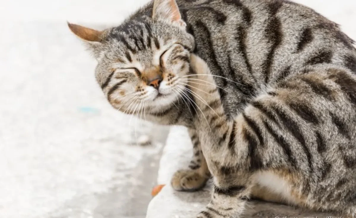 Controlar a incidência de pulgas é a melhor forma de proteger seu pet da Micoplasmose.