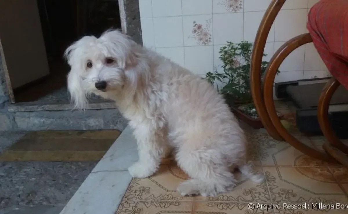 O Outubro Rosa Pet marca a campanha contra o câncer de mama, doença que a cadela Mel consegiu vencer