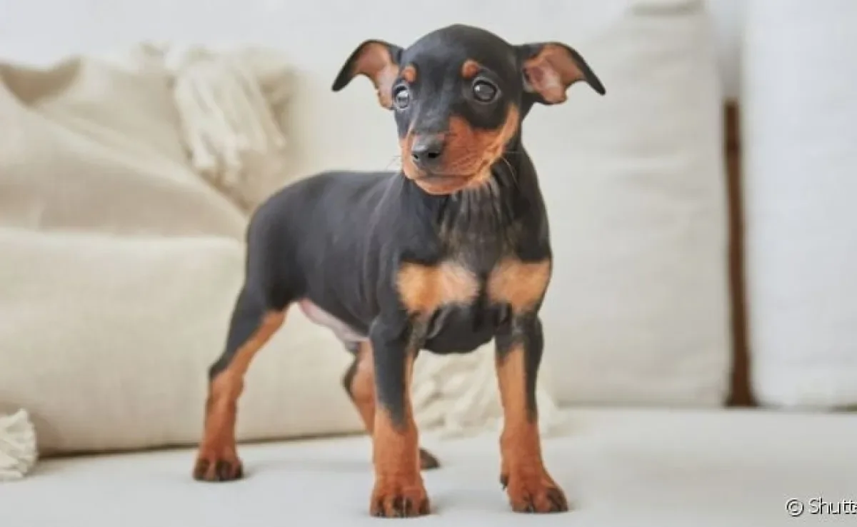  Quanto tempo vive um Pinscher vai variar de acordo com os cuidados que ele recebe ao longo da vida 