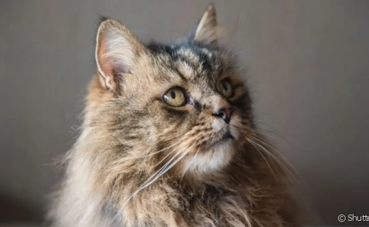 Expectativa de vida do gato varia de acordo com a raça e os cuidados que ele recebe ao longo da vida