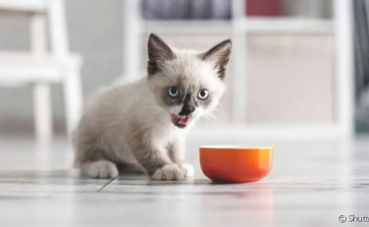  Quando gato não quer comer e é filhote, definir a quantidade de vezes para ele se alimentar pode ser uma solução