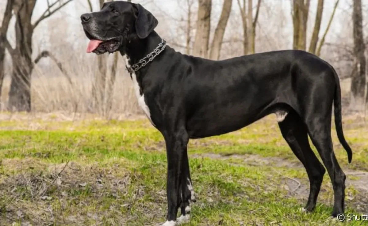 Cães como o Dogue Alemão são considerados gigantes por conta de seu tamanho enorme