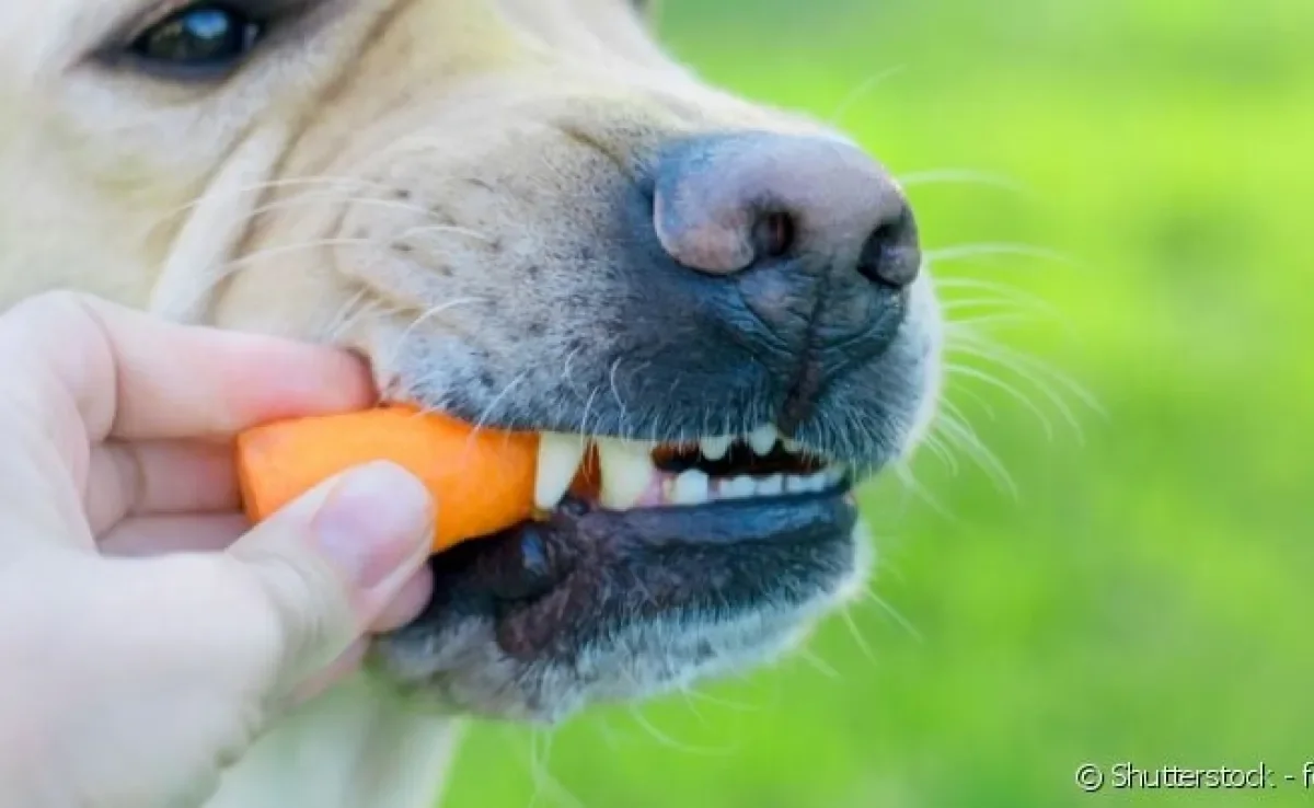 Como limpar os dentes do cachorro com frutas e legumes: confira opções de hortaliças permitidas.