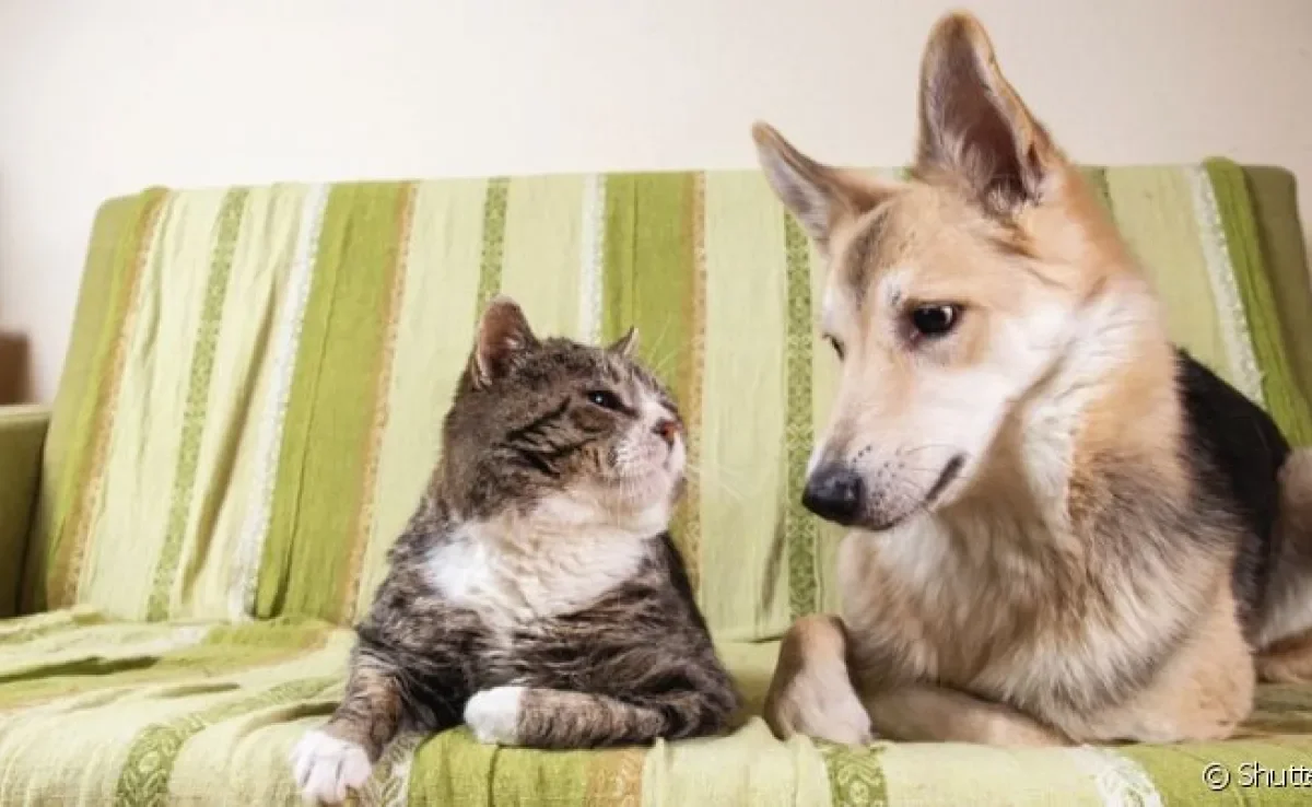  Afinal, cachorro e gato se odeiam? Entenda mais sobre essa rixa! 