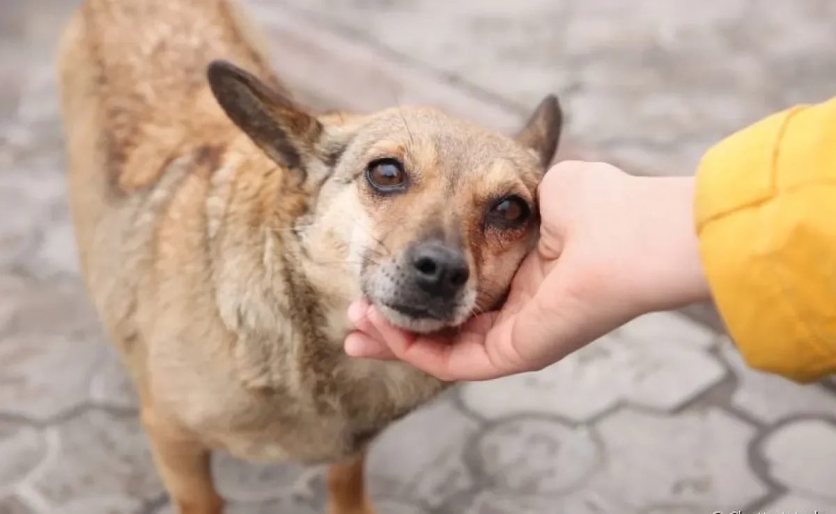  Veja como se aproximar de um cachorro desconhecido de forma segura 