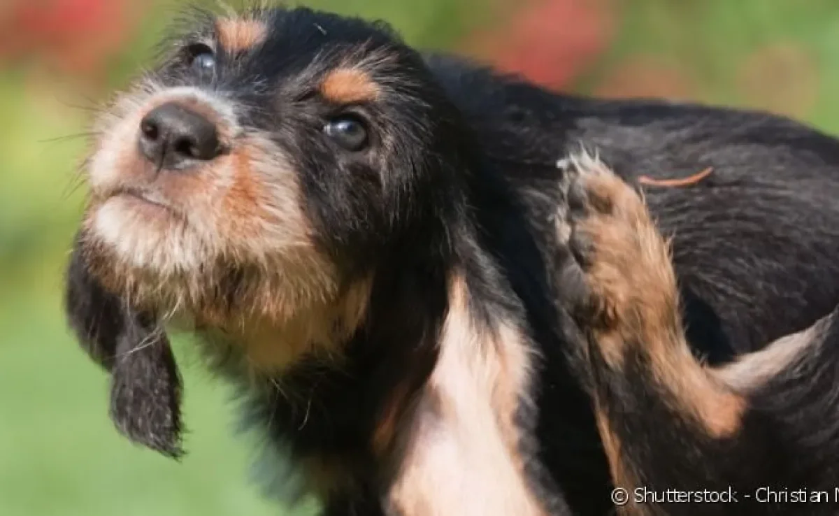 Fungos na pele do cachorro provocam coceira intensa, que podem se tornar feridas.