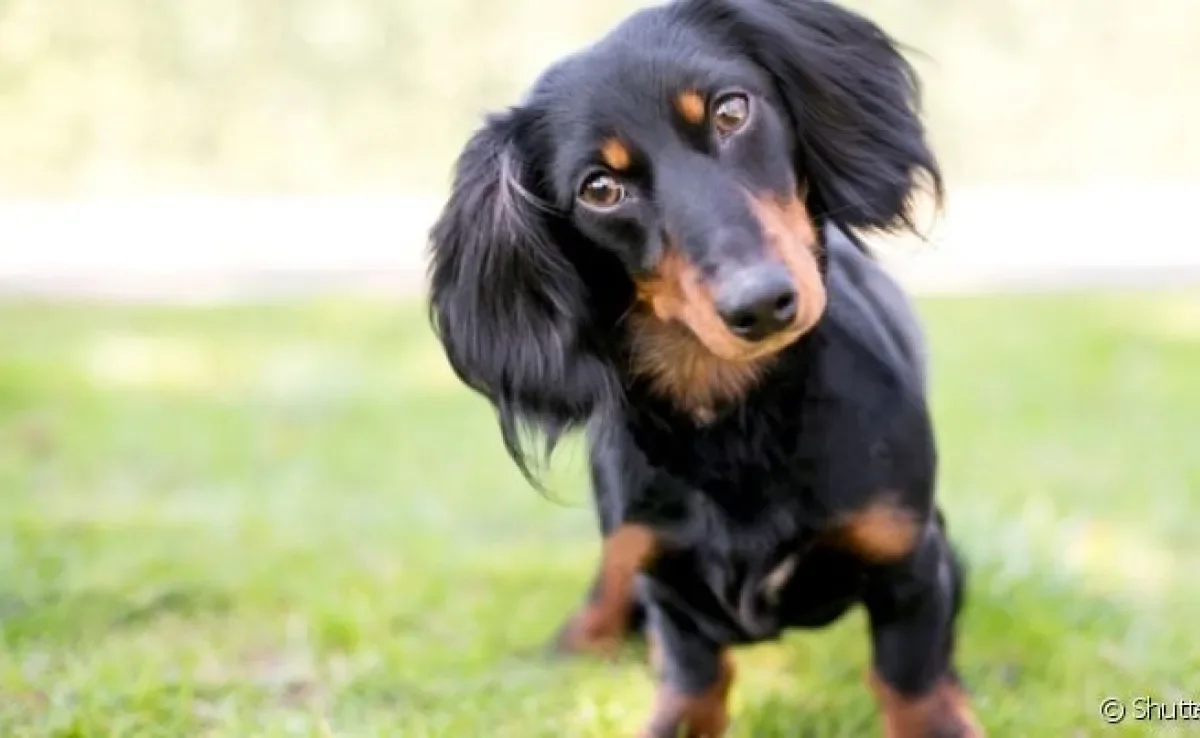 O cachorro pensa, mas não da mesma forma que os humanos