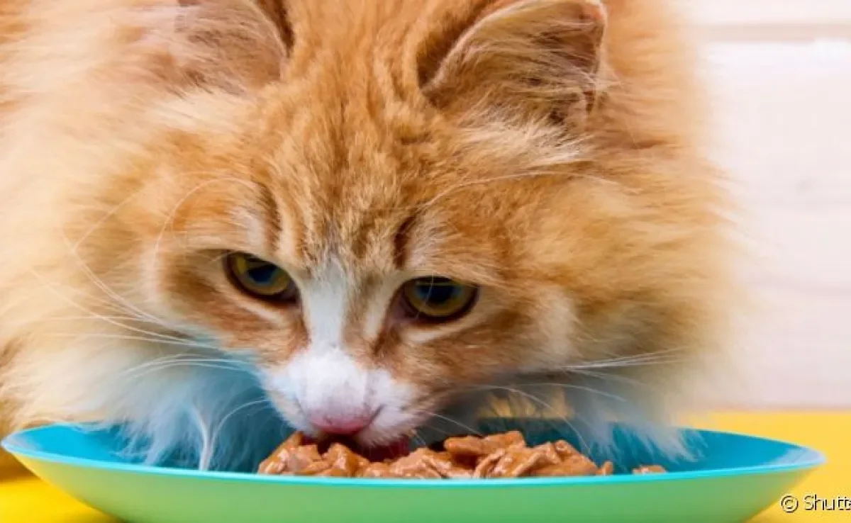 O sachê para gatos traz vantagens, mas deve ser consumido com moderação