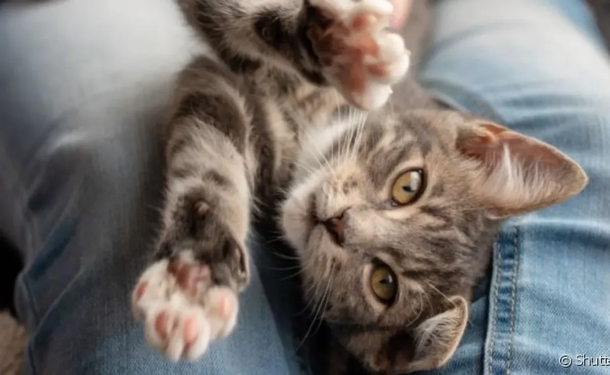 Gato no colo não costuma ser recomendado porque a maioria dos felinos fica desconfortável e tenta escapar