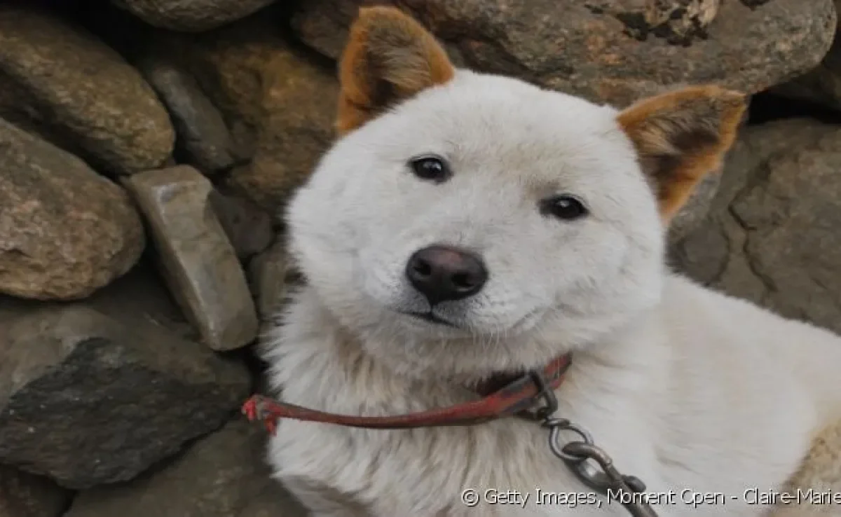 Jindo-coreano: raça asiática merece um nome coreano para cachorro para combinar.