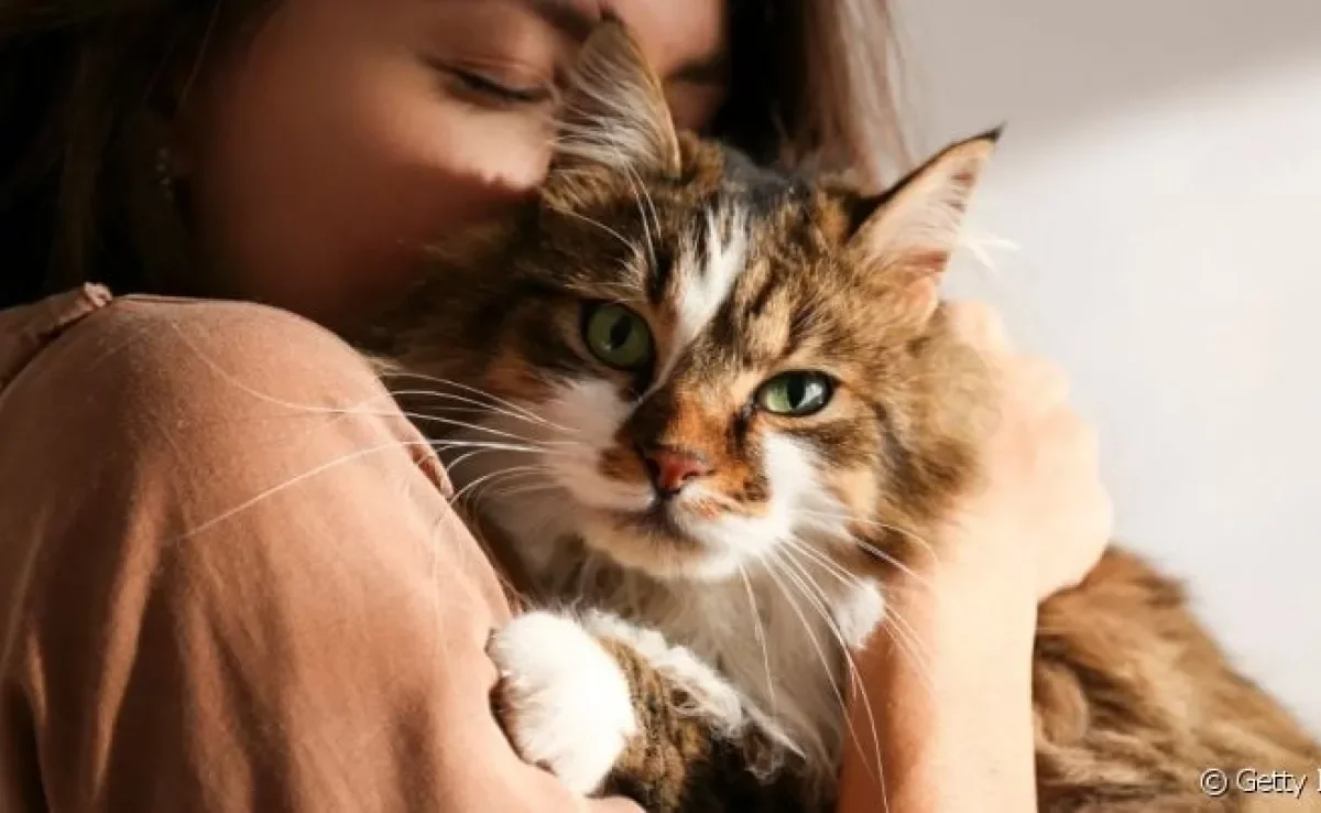 Você conhece a pet terapia? Muitos felinos também ajudam a combater a depressão