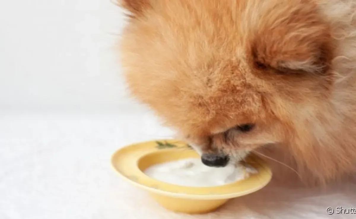 O iogurte natural para cachorro é a melhor opção para oferecer ao seu peludo