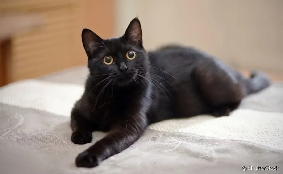 Gatos pretos são animais fascinantes. Conheça mais sobre eles!