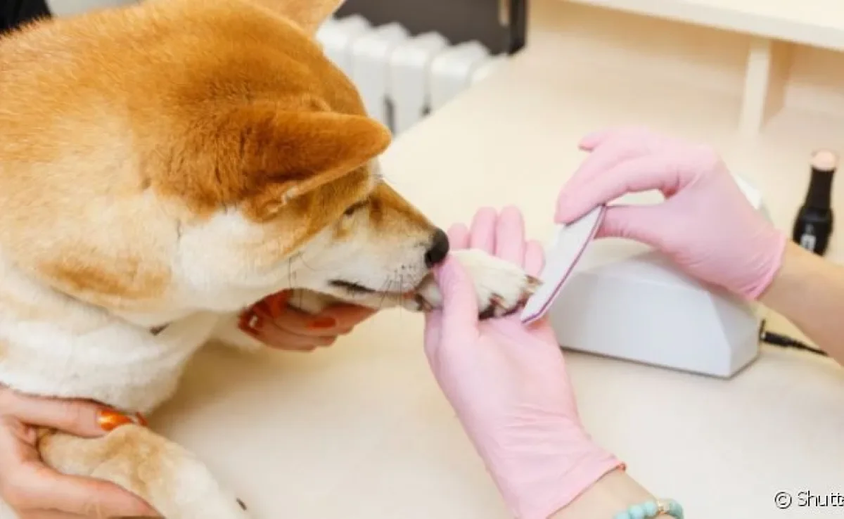 A lixa de unha para cachorro ajuda a aparar as garras do animal