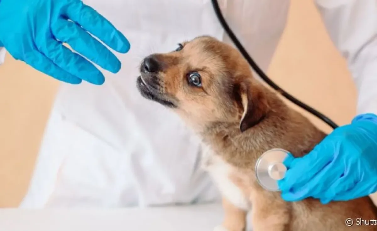 O cachorro de rua resgatado precisa realizar alguns exames para avaliar sua saúde