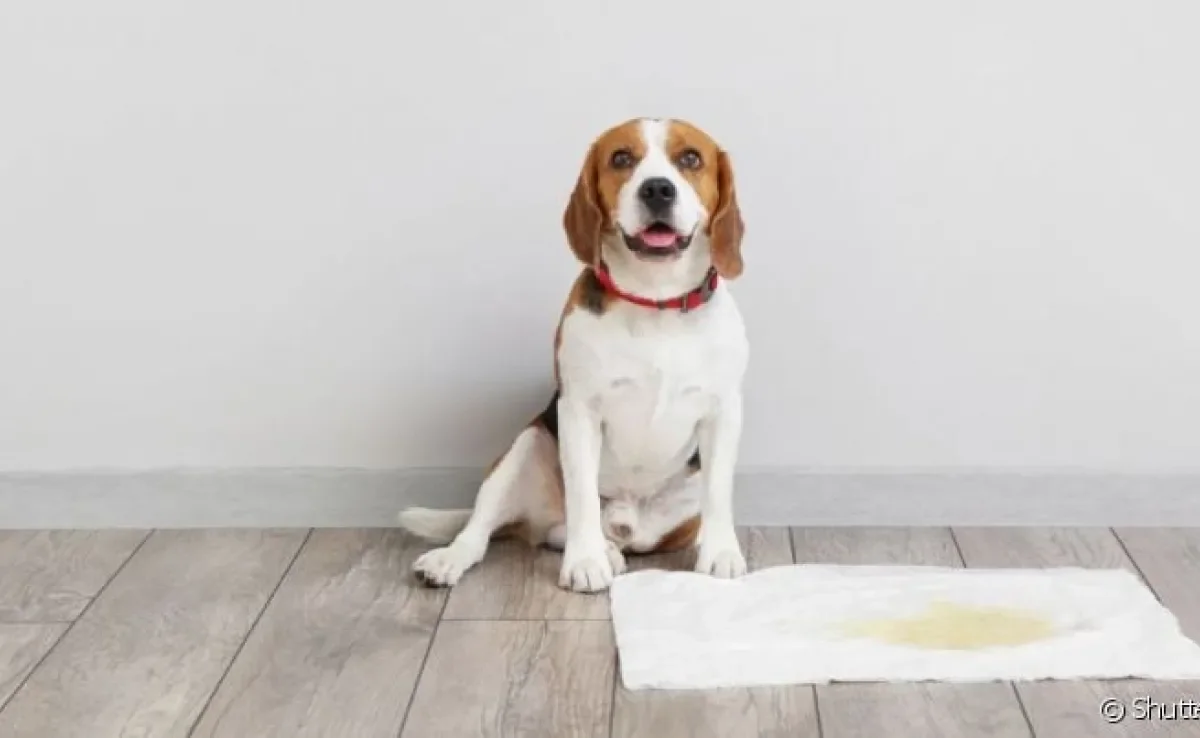  Quanto tempo um cachorro pode segurar a urina vai depender da idade, porte físico e hábitos do pet 