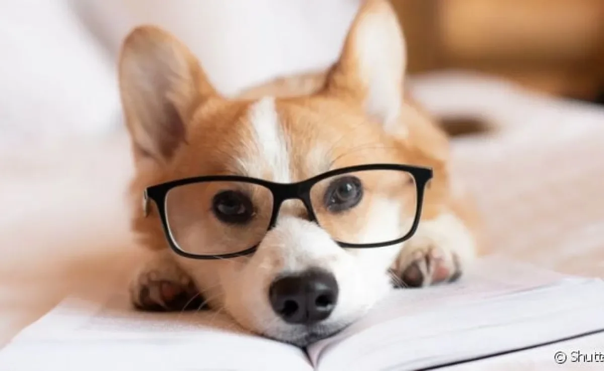 O óculos para cachorro deixa o pet bem estiloso, mas sua função vai muito além da estética