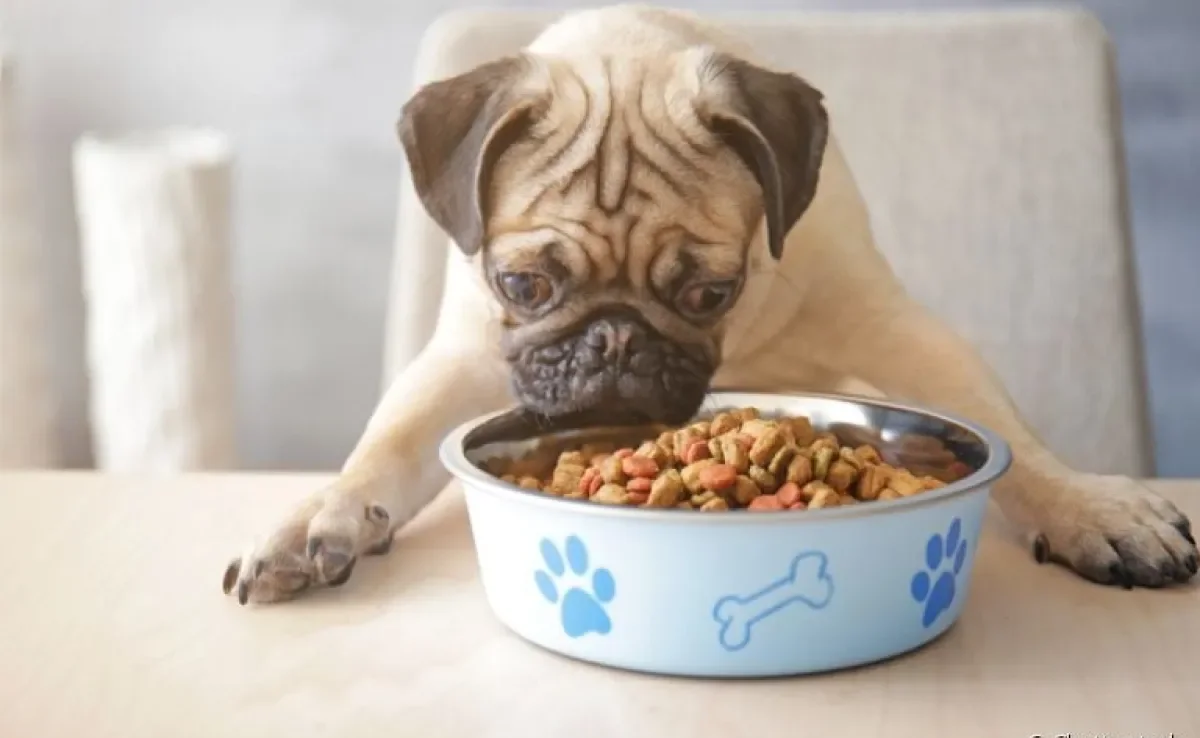 A hiperfagia é caracterizada por um cachorro com muita fome, mesmo recebendo uma alimentação adequada