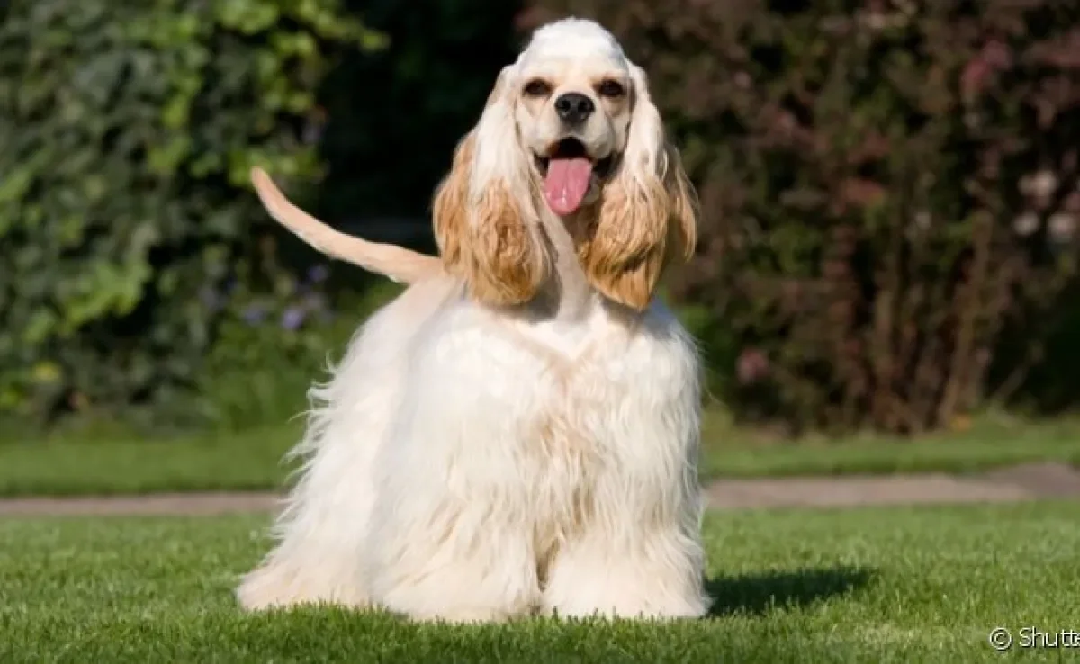 O Cocker Spaniel Americano é um cachorro de porte médio famoso pelas orelhas compridas