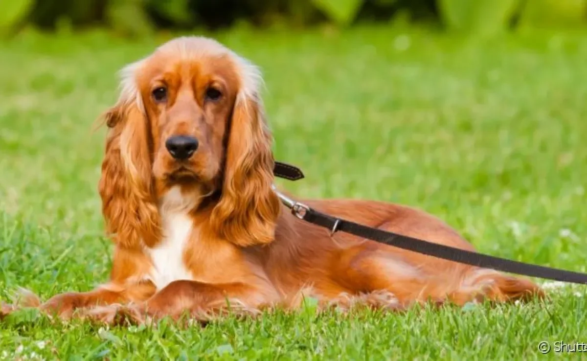 O Cocker Spaniel Inglês é um cãozinho simpático, fofo e bem peludinho