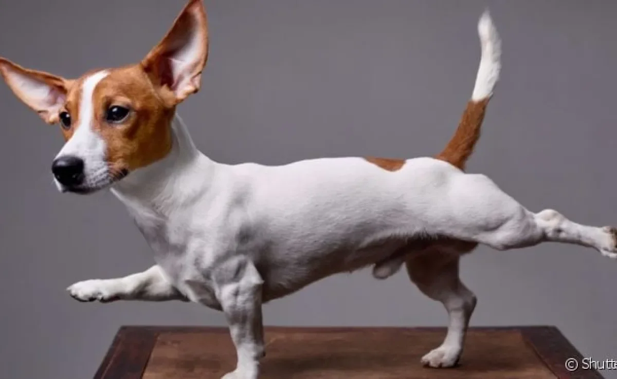 A anatomia do cachorro tem particularidades muito interessantes.