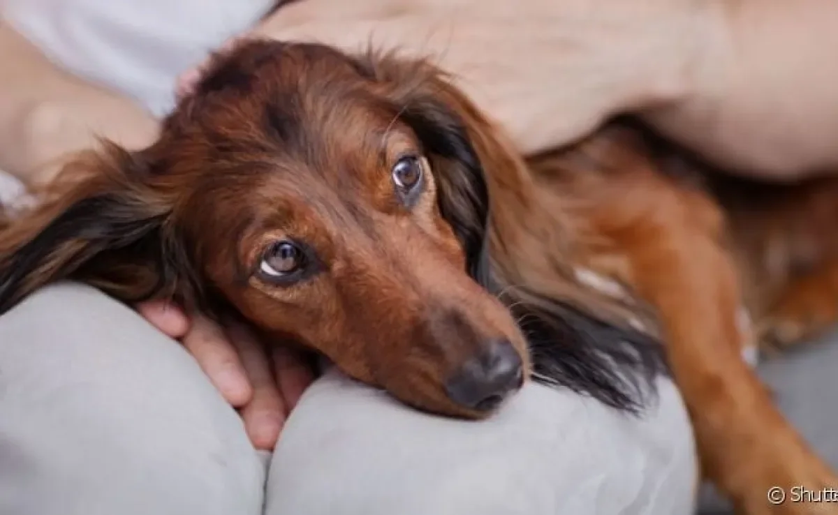 A brucelose canina é uma doença bacteriana que pode afetar a fertilidade dos cães