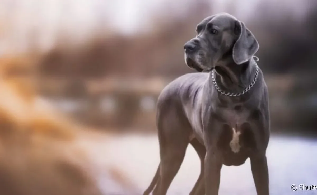 Cachorro cinza: raças como o Dogue Alemão e Weimaraner podem ter o padrão de pelagem