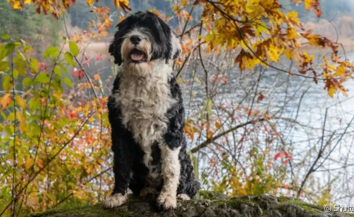 O Cão D'Água Português é inteligente, atlético e pode fazer diferentes esportes como natação e agility