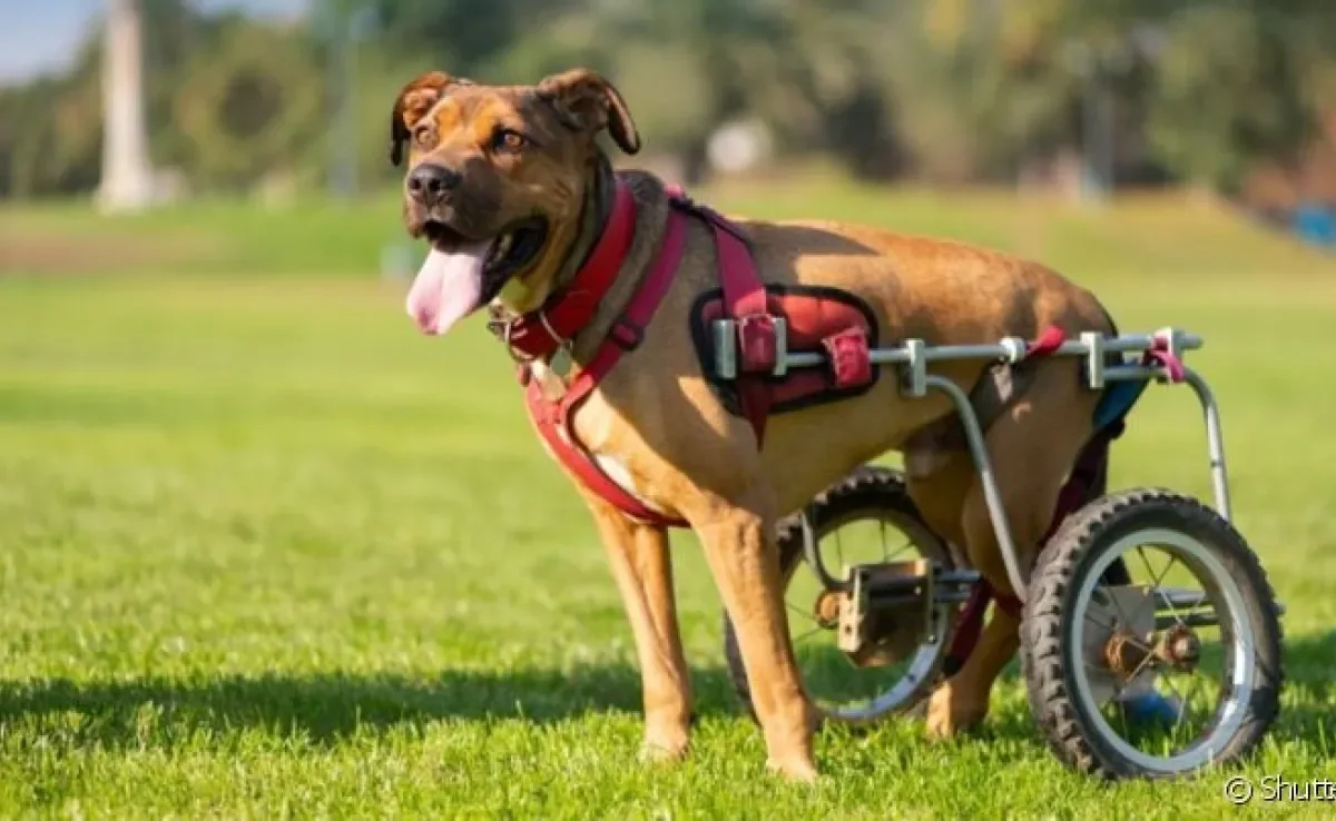 A cadeira de rodas para cachorro pode ser feita pelo próprio tutor com tubos de pvc