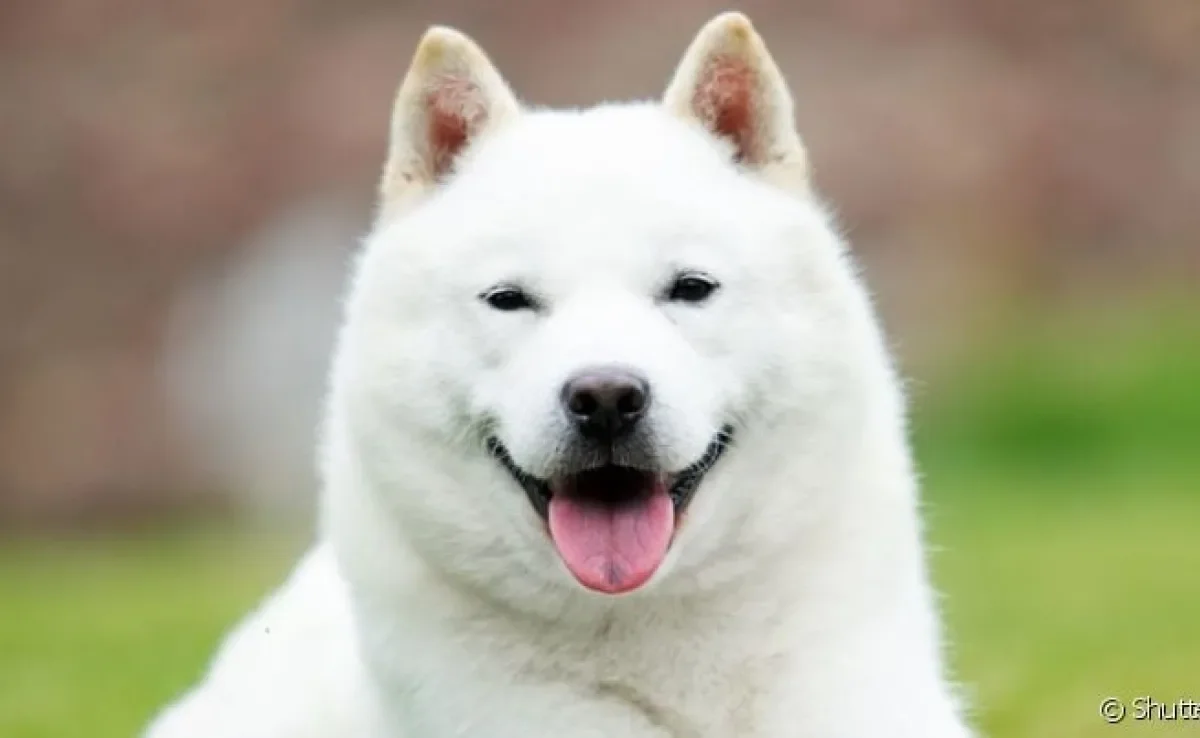 Hokkaido: cachorro japonês tem um forte vínculo com os donos e é muito leal