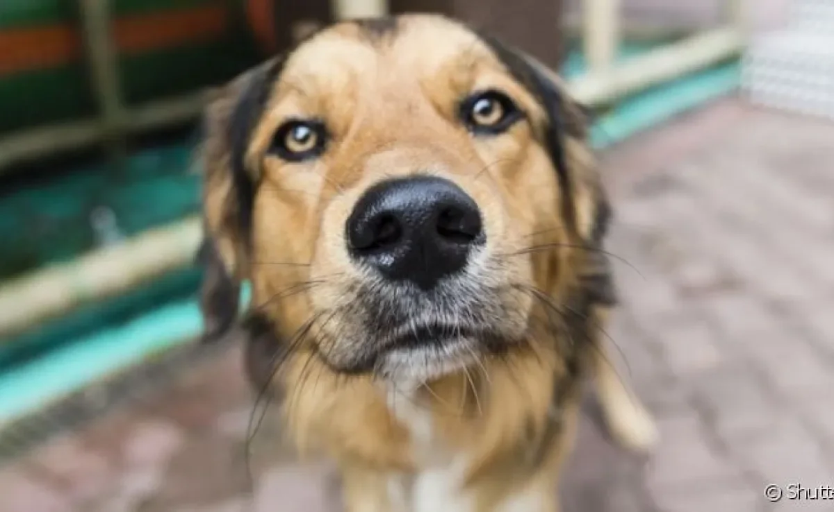  O focinho do cachorro gelado tem a ver com a regulação térmica do corpo 