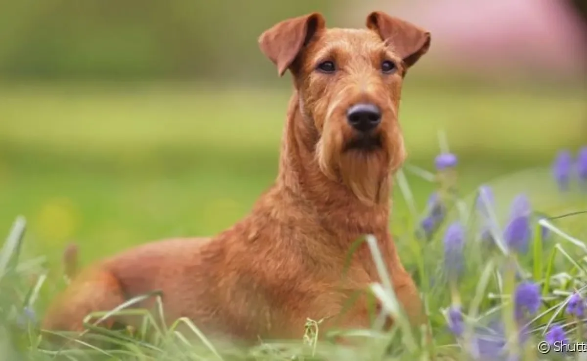O Terrier Irlandês é um cão de porte médio e personalidade carismática