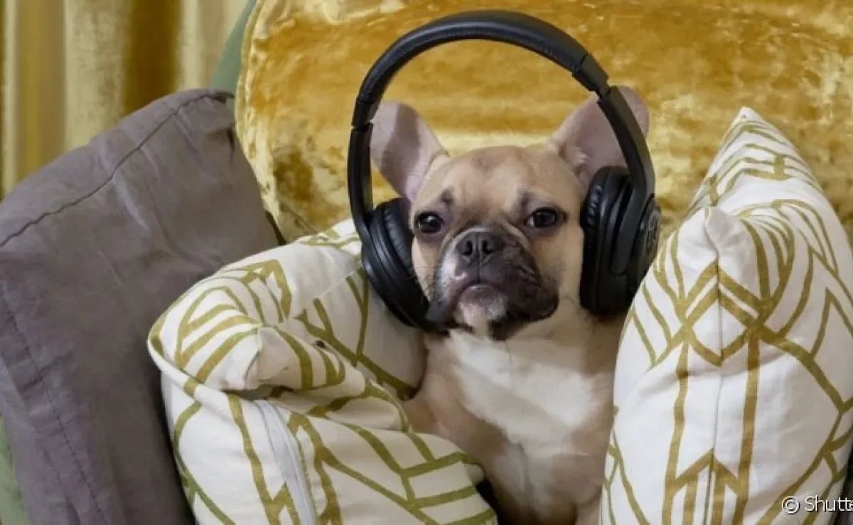  Afinal, qual o tipo de música para acalmar cachorro? Veja as playlists que separamos para você!