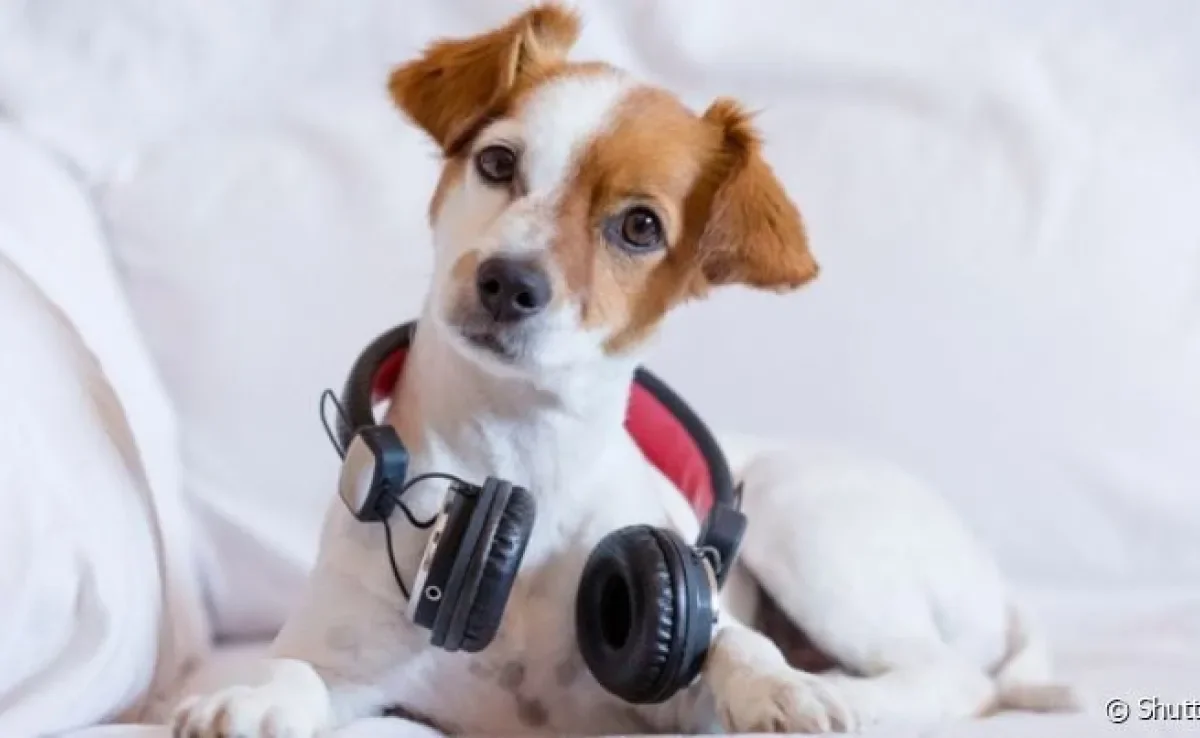 Nomes de cachorro podem ser variados e homenagear os seus cantores preferidos