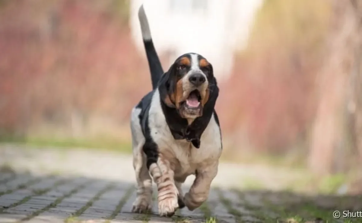 Cachorro com a mordida mais fraca do mundo: algumas raças não usam muita força ao morder