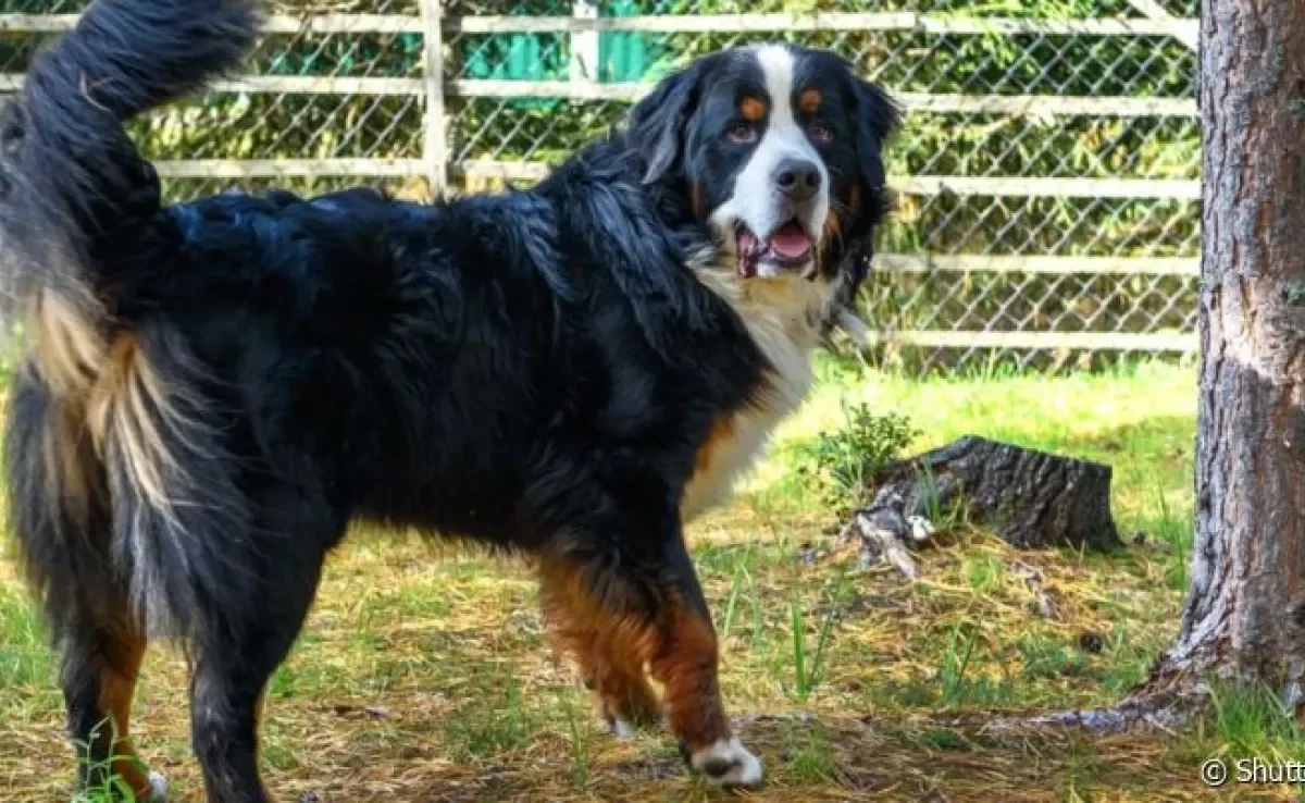 A displasia de cotovelo em cães é mais comum em raças grandes, como o Bernese