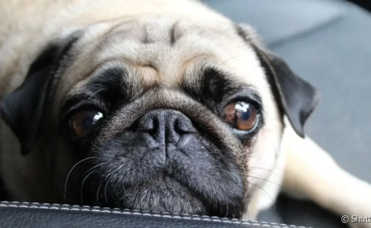  Entrópio em cães causa dores e inflamações na região ocular