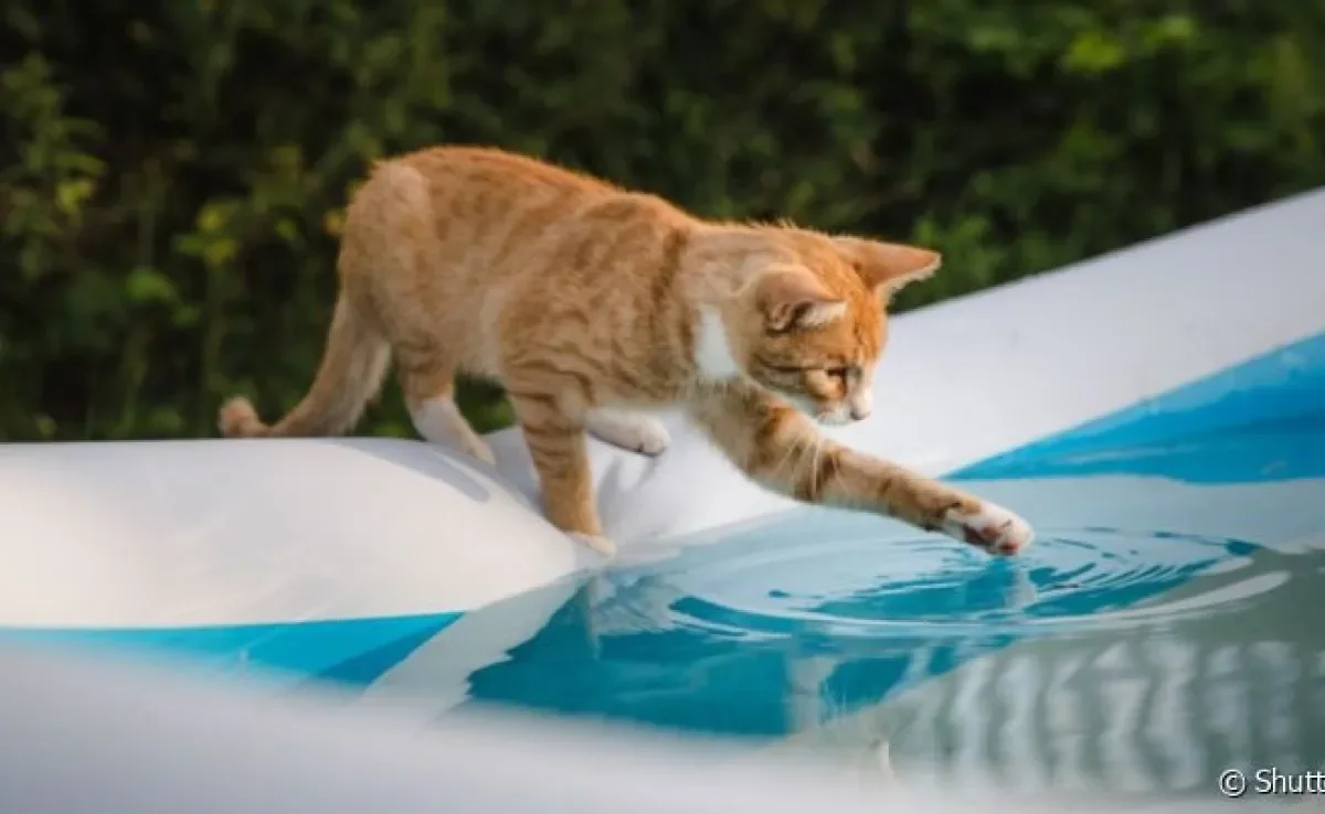 Não é porque gato não gosta de água que eles não sabem nadar, mas isso varia de animal para animal