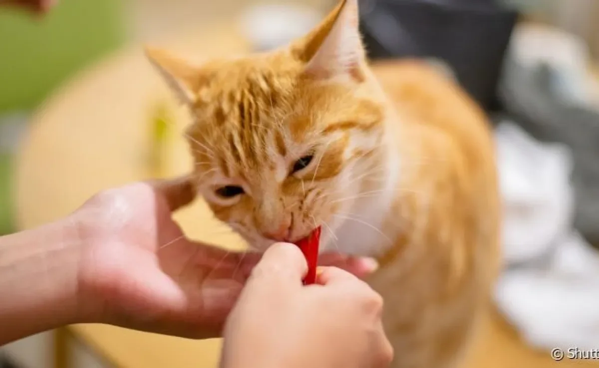 Os petiscos para gatos são ideais para mimar o animal no dia a dia, mas também podem ser incluídos em brincadeiras