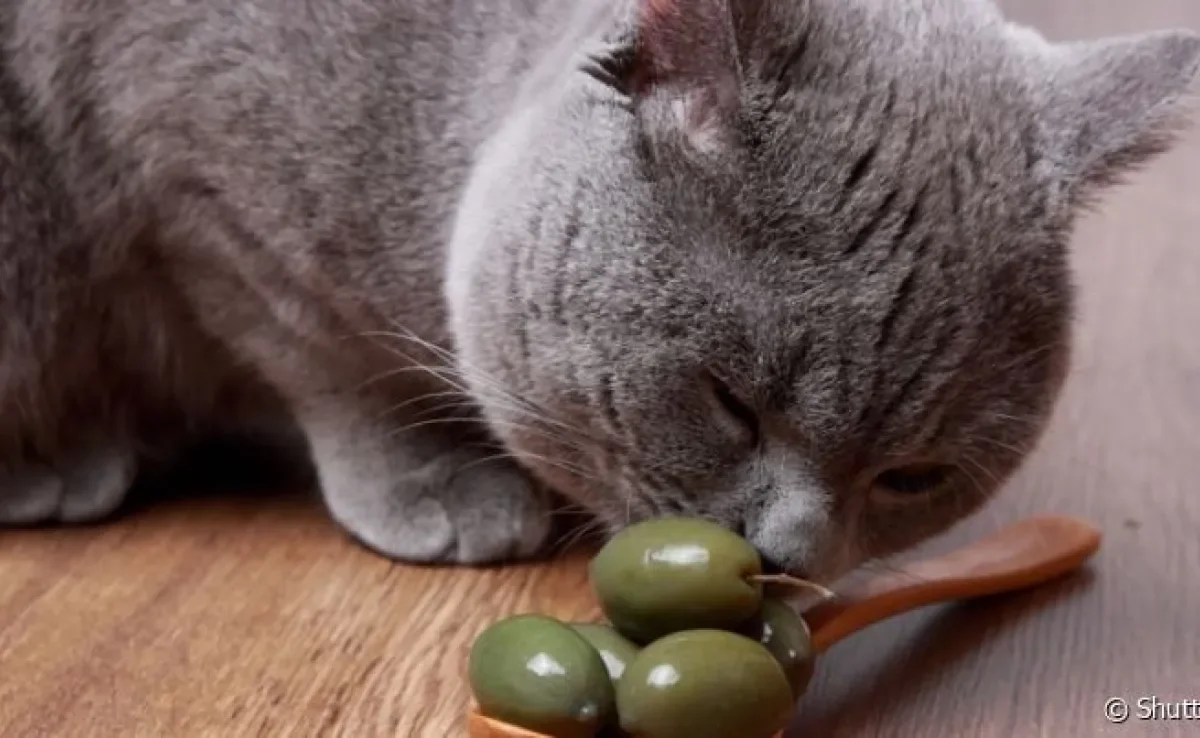 Gatos gostam de azeitona e podem ter comportamentos muito engraçados depois de cheirá-las