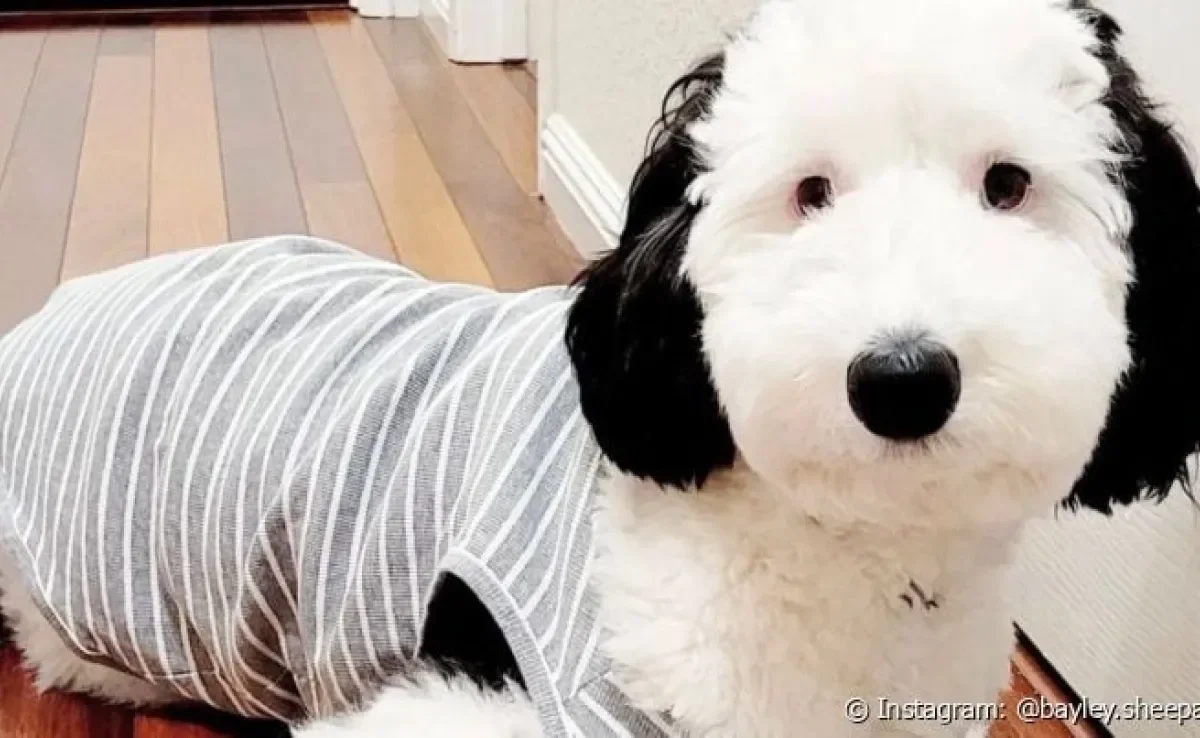Raça do Snoopy é Beagle, mas essa cachorrinha parece bastante com o personagem!
