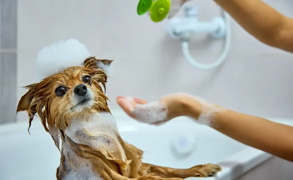Saiba qual é o melhor shampoo para cachorro