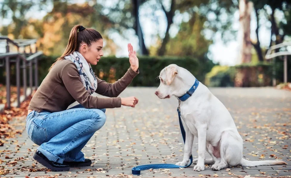 moça adestrando cachorro