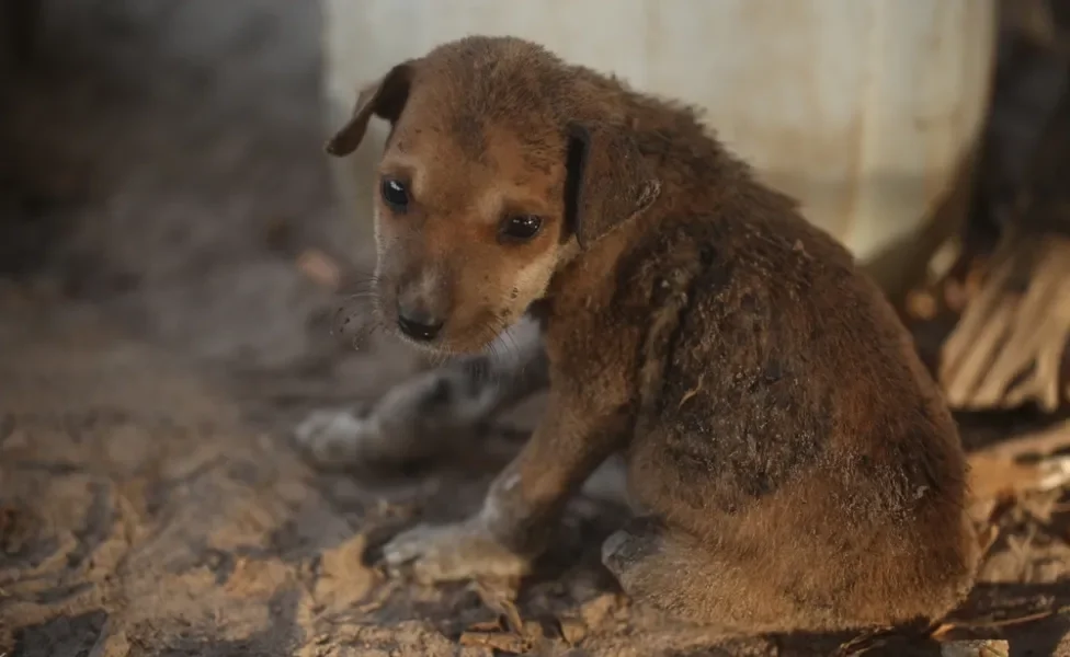 míiase em cachorro