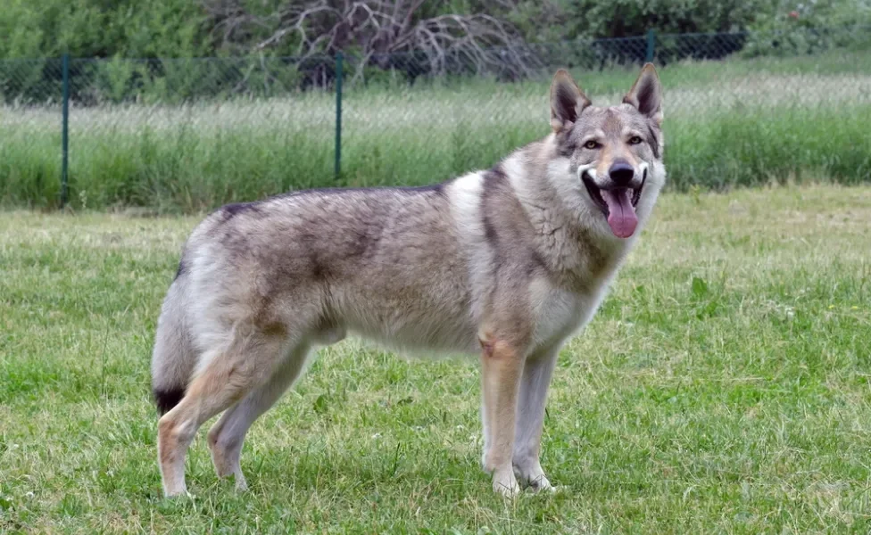 Cão-Lobo-Checoslovaco