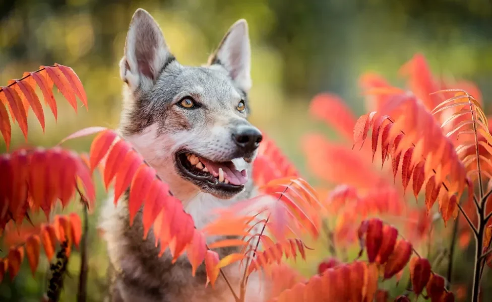 Cão-Lobo-Checoslovaco