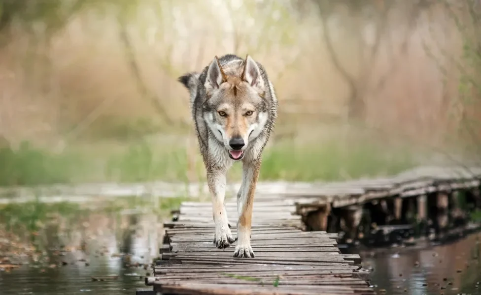 Cão-Lobo-Checoslovaco