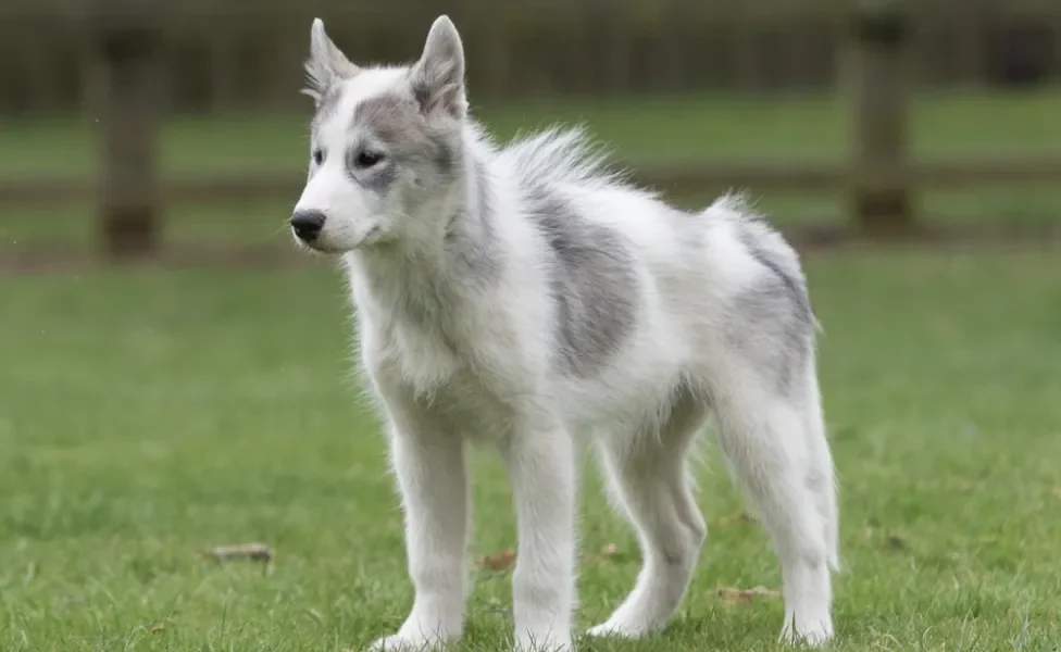 Cachorro que parece lobo Esquimó Canadense