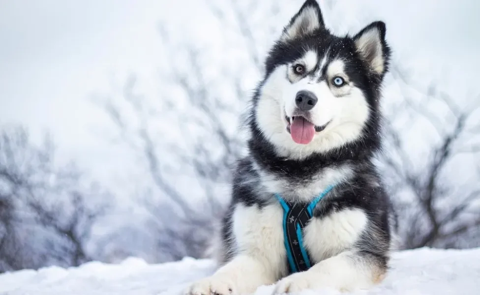 Cachorro lobo Husky Siberiano